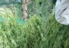 Operação da Polícia Federal combate plantios de maconha em Abaré (BA) e Cabrobó (PE)